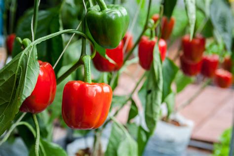 Growing and Harvesting Red Pepper: A Journey from Farm to Table