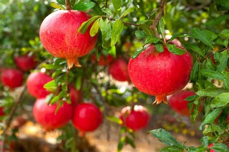 Growing and Nurturing Your Very Own Pomegranate Orchard