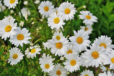 Growing and Taking Care of Pure Daisies in Your Garden