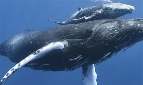 Guardians of the Ocean: Understanding the Role of Whales in Ecosystem Balance