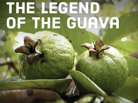 Guava in Mythology and Folklore: Tales of its Sweetness