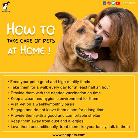 Guidelines for Training and Taking Care of Your Petite Ivory Canine Companion