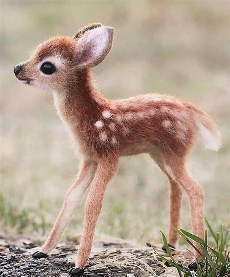 Habitat: Where Does the Adorable Deer-Like Creature Dwell?