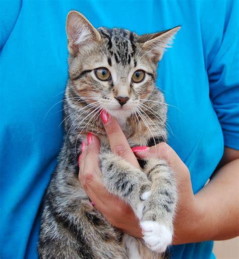 Handling and Socializing Rescued Kittens