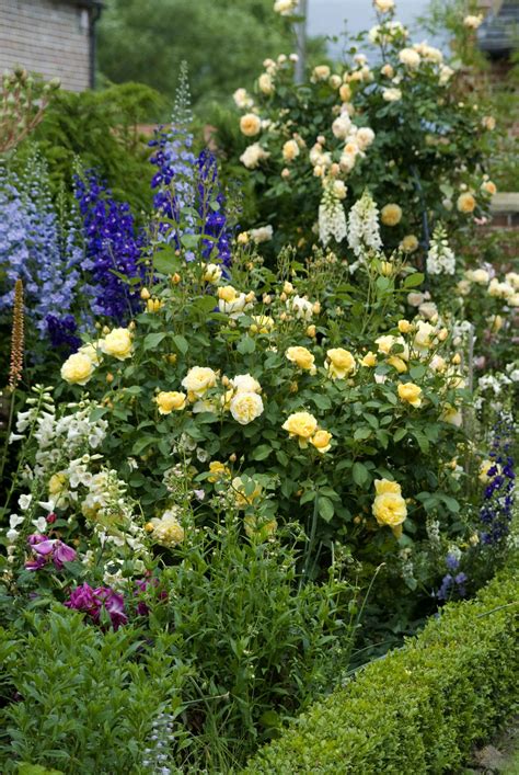 Harnessing the Power of Companion Plants in Your Rose Garden