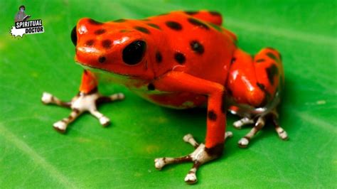 Harnessing the Power of Frog Symbolism in Daily Life