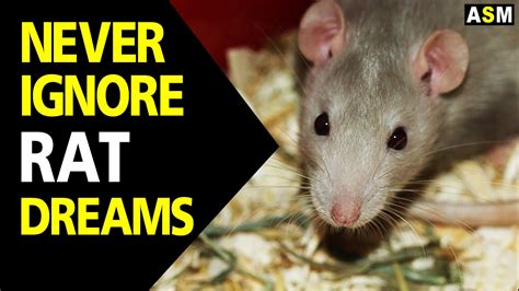 Harnessing the Power of Rat Inside Body Dreams: Using Dream Analysis for Self-Discovery