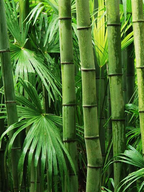 Harnessing the Significance of Bamboo Symbols: Integrating Their Significance into Everyday Life