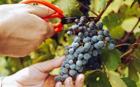 Harvesting Grapes: When and How to Pick Them