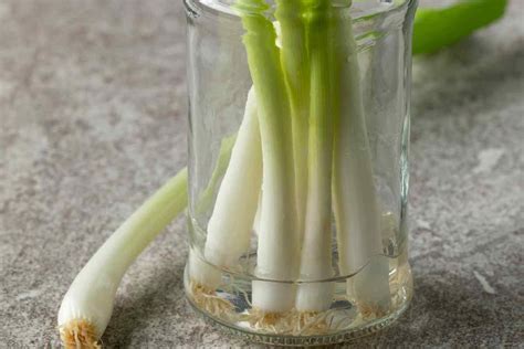 Harvesting and Enjoying Your Homegrown Greens