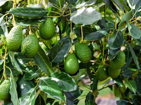 Harvesting and Enjoying the Fruits of Your Avocado Tree