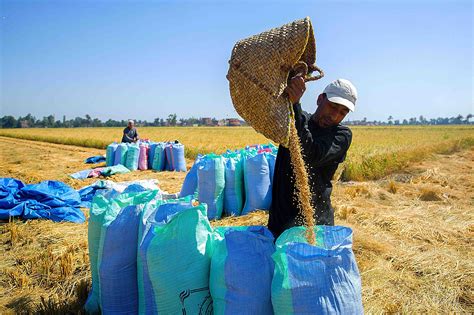 Harvesting and Post-Harvest Care for Your Rice Crop