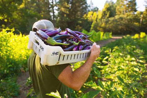 Harvesting and Post-Harvest Handling Tips