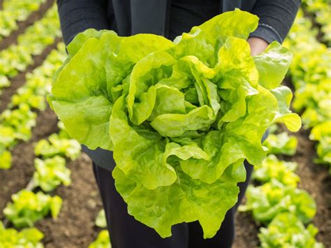 Harvesting and Preserving Lettuce: Picking the Right Time and Storing Methods