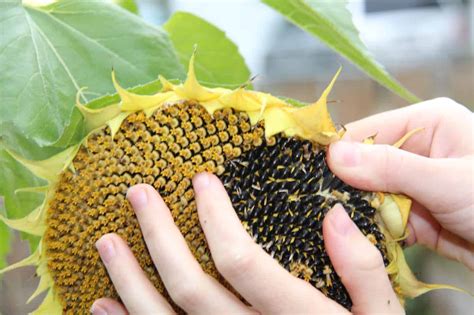 Harvesting and Preserving Sunflower Seeds: Tips for an Abundant Crop