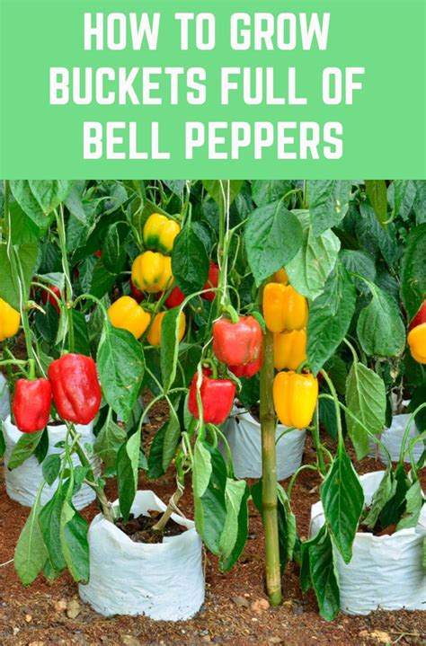 Harvesting and Preserving Your Abundant Pepper Crops