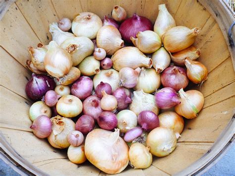 Harvesting and Storing Onions: Tips for Enhancing Flavor and Prolonging Shelf Life