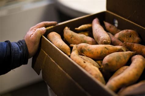 Harvesting and Storing Sweet Potatoes