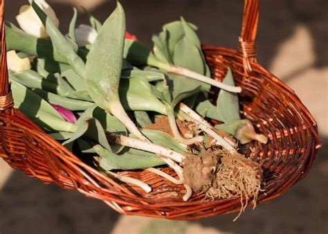 Harvesting and Storing Tulip Bulbs