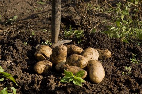 Harvesting and Storing Your Homegrown Potatoes