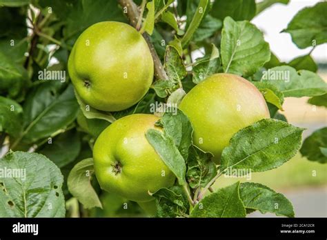 Harvesting and Storing the Fruits of Nature's Bounty for Long-Term Enjoyment