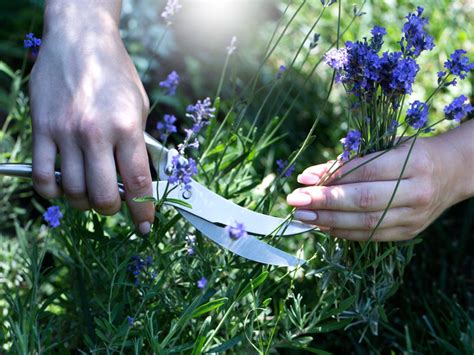 Harvesting and Using Lavender: Enjoying the Fruits of Your Efforts