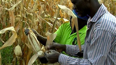 Harvesting the Maize Crop and Enjoying the Fruits of Your Labor