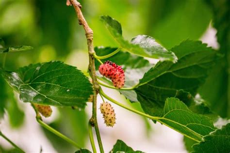 Health Benefits of Silkworm Mulberry Leaves: A Comprehensive Perspective