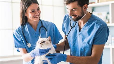 Health Care and Veterinary Needs for Your Furry Bandit