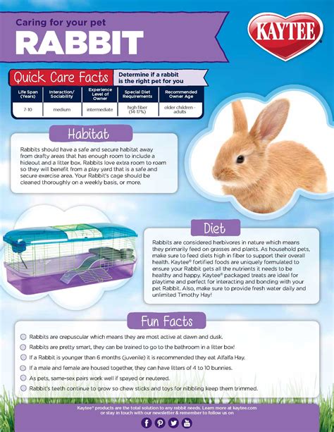 Health Concerns and Veterinary Care for Your Bunny