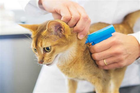 Health Reasons: Unveiling the Medical Advantages of Grooming a Feline