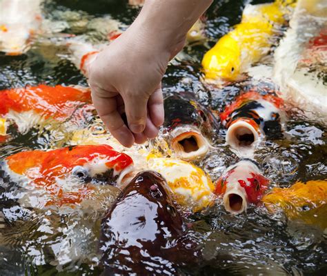 Health and Disease: Ensuring the Well-being of your Koi Fish