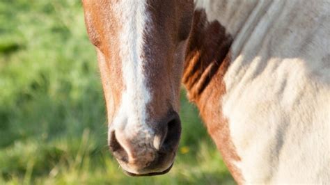 Health and Nutrition: Ensuring the Well-being of Your Equine Companion