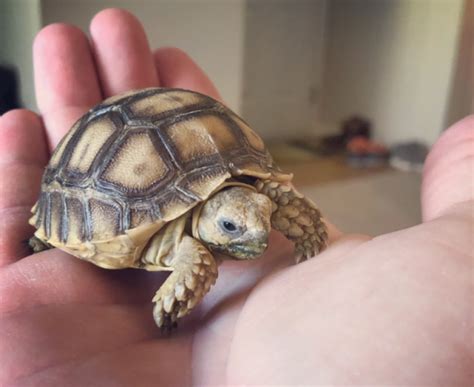 Health and Wellness: Taking Care of Your Tortoise