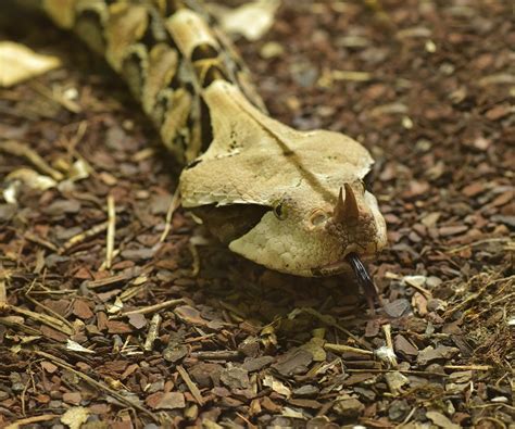 Healthcare and Veterinary Considerations for Caring for a Venomous Serpent