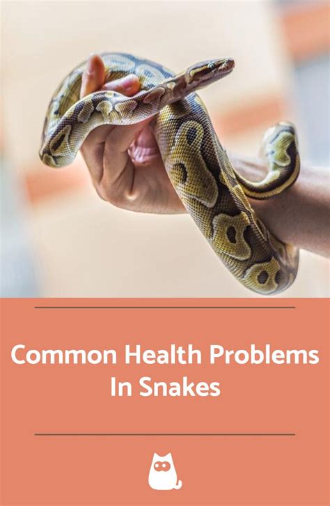 Healthcare for Your Serpent: Common Ailments and Preventative Measures