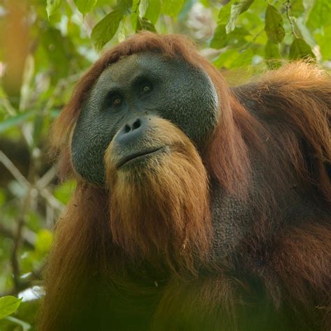 Heart of Conservation: The Challenges Faced by Orangutans in the Modern Era