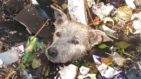 Heartwarming Moments Amidst Devastation: Tales of Animal Rescues in the Midst of Inferno