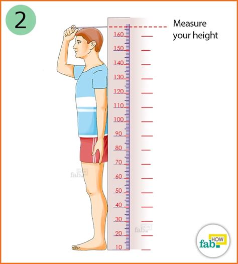 Height, Figure, and Measurements