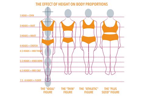 Height: Revealing the Beauty's Physical Proportions