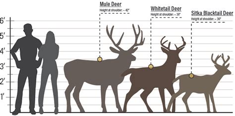 Height: Unveiling Alabama Deer's Average Stature