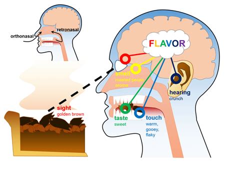 Heightened Sensitivity to Certain Smells and Tastes