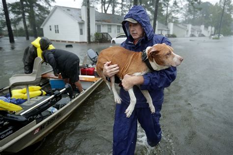 Helping Homeless Pets during Natural Disasters