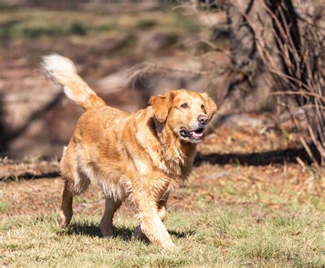 Helping Your Furry Friend Cope: Techniques to Alleviate Your Pooch's Anxiety When Apart