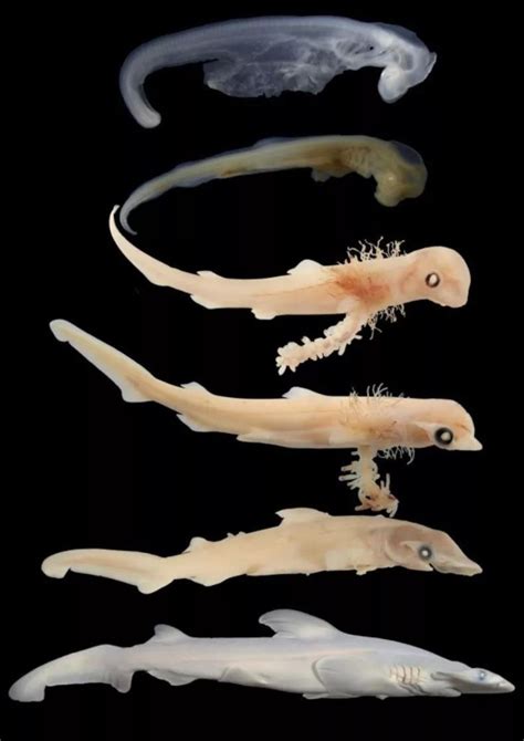 Hidden Wonders: Exploring the Intriguing Realm of Shark Embryos