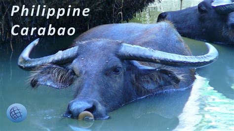 Historical Origins: Tracing the Beginnings of the White Carabao's Legendary Status in Filipino Folklore