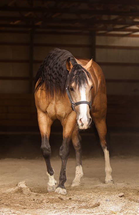 Historical and Cultural Depictions of Ivory Stallions