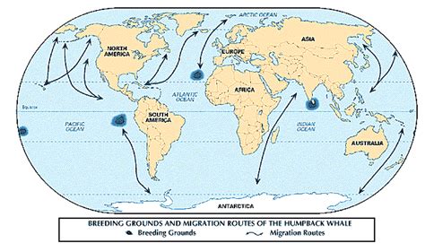 Home of the Sperm Whale: Exploring Preferred Habitats and Migration Patterns