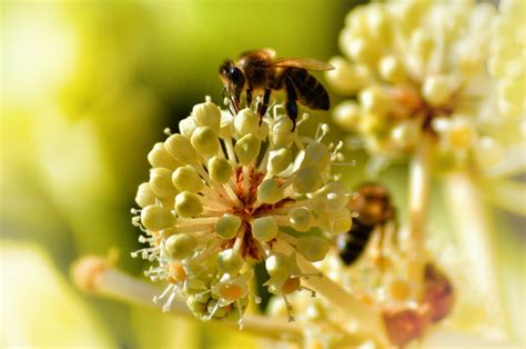 Honey Hunting: The Thrill of Chasing Nature's Liquid Gold