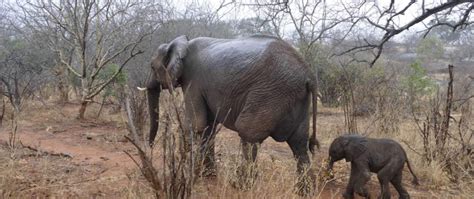 Hope and Triumph: Success Stories in Elephant Conservation Efforts